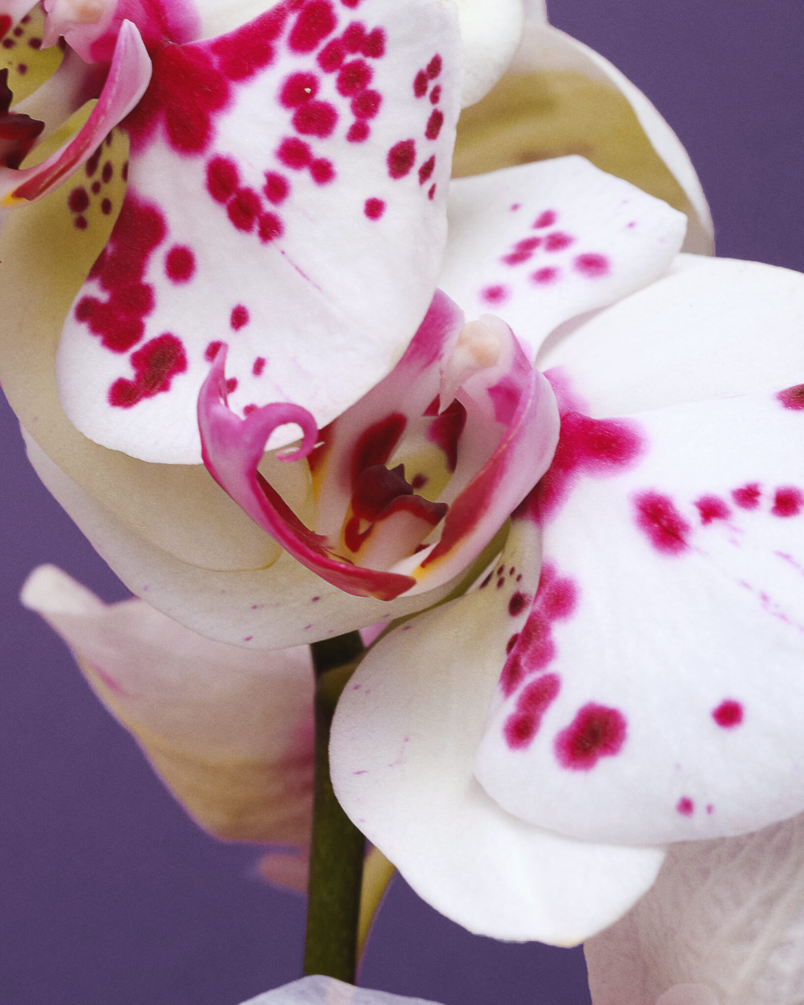 MH PRODUCTO21855 copia