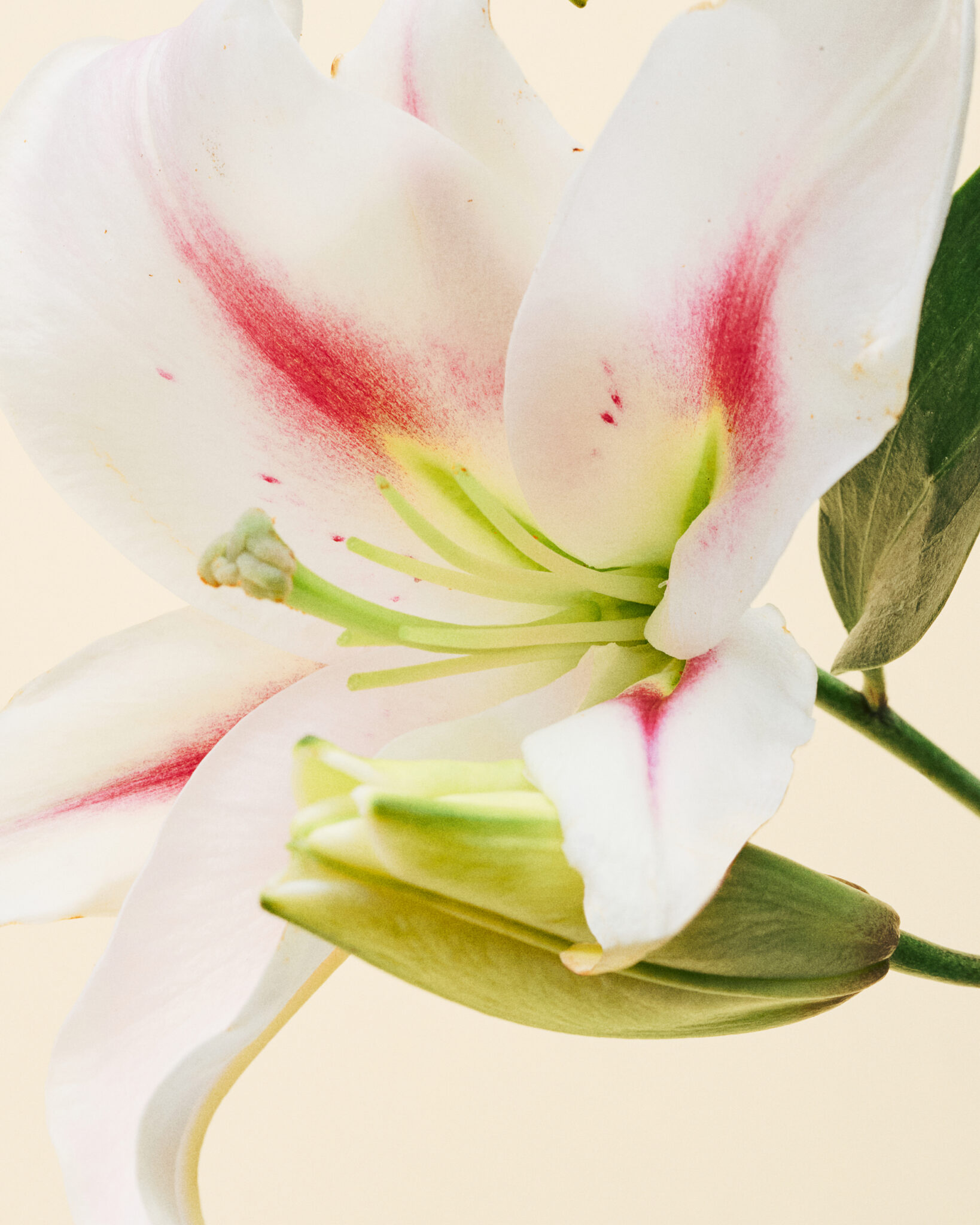 MH PRODUCTO21859 copia